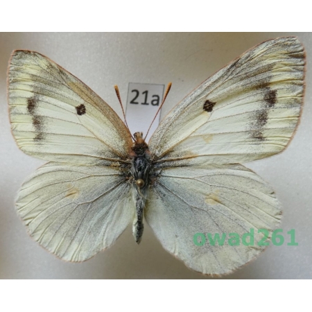 Colias siversi Lewis, 1973 Tadjikistan21a